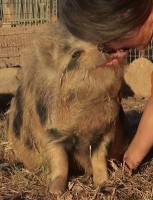 /album/teacup-pigs/pumpkin-talk-jpg/